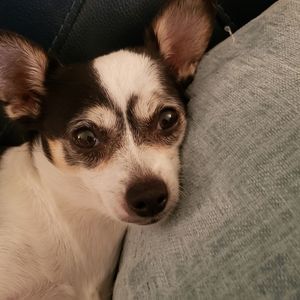 HELP Mia!!! PROCEEDS OF SALES GO TO ORTHOPEDIC CARE FOR MIA.